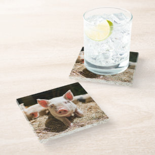 Cutest Baby Animals Cute Baby Piglet Glass Coaster