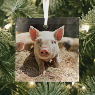 Cutest Baby Animals Cute Baby Piglet Glass Tree Decoration