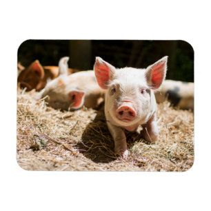 Cutest Baby Animals Cute Baby Piglet Magnet