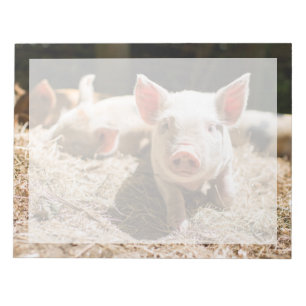Cutest Baby Animals Cute Baby Piglet Notepad