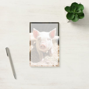 Cutest Baby Animals Cute Baby Piglet Post-it Notes