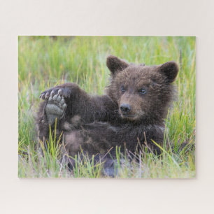 Cutest Baby Animals Cute Brown Bear Cub Playing Jigsaw Puzzle