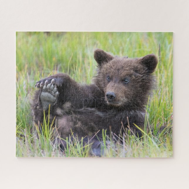 Cutest Baby Animals | Cute Brown Bear Cub Playing Jigsaw Puzzle (Horizontal)