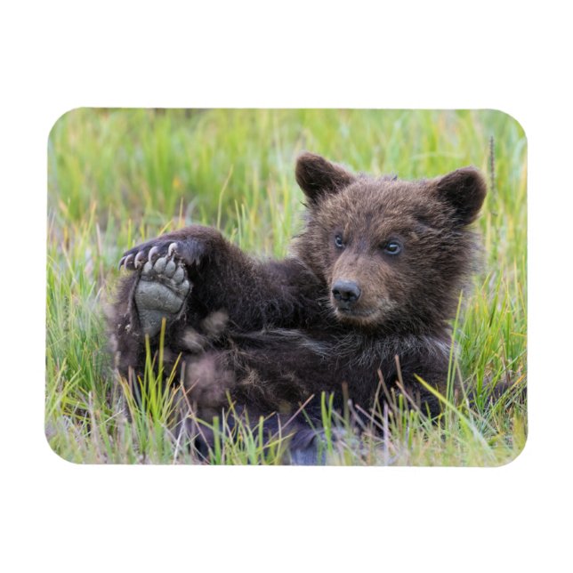 Cutest Baby Animals | Cute Brown Bear Cub Playing Magnet (Horizontal)