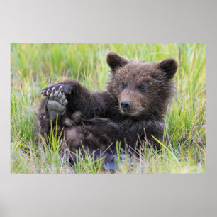 Cutest Baby Animals   Cute Brown Bear Cub Playing Poster