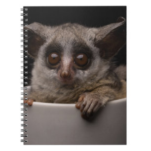 Cutest Baby Animals Cute Bushbaby Notebook