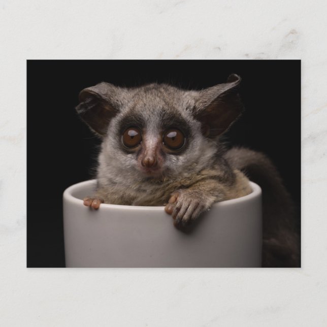 Cutest Baby Animals | Cute Bushbaby Postcard (Front)