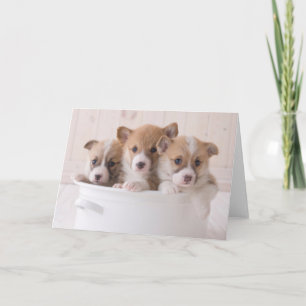 Cutest Baby Animals   Cute Corgi Puppies in a Pot Card