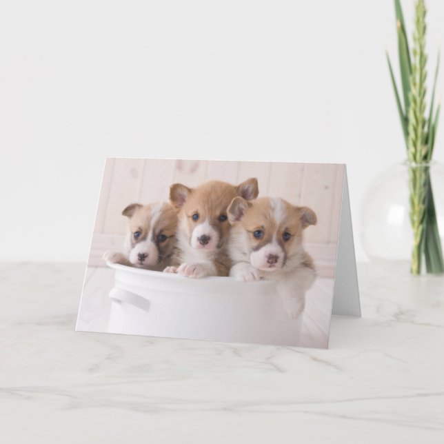 Cutest Baby Animals | Cute Corgi Puppies in a Pot Card (Front)