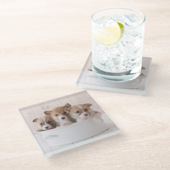 Cutest Baby Animals | Cute Corgi Puppies in a Pot Glass Coaster (Angled)