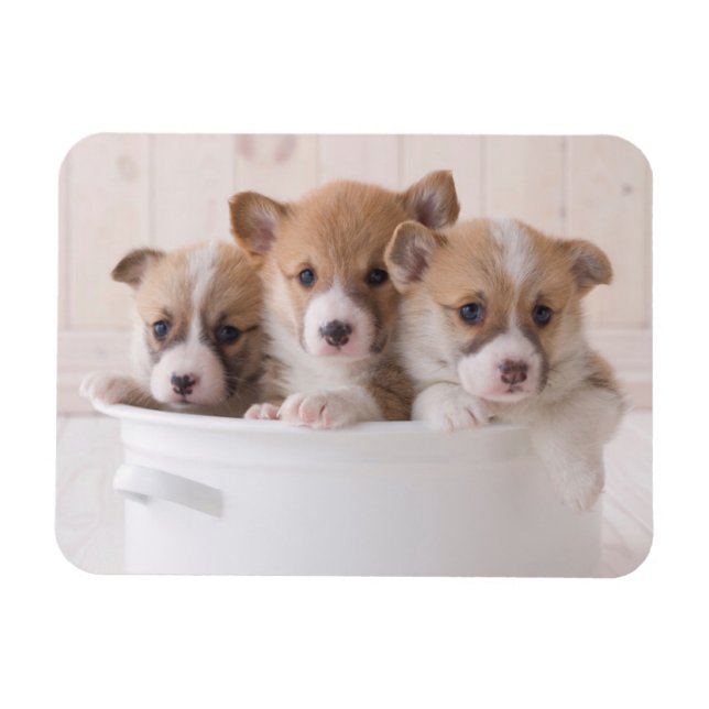 Cutest Baby Animals | Cute Corgi Puppies in a Pot Magnet (Horizontal)
