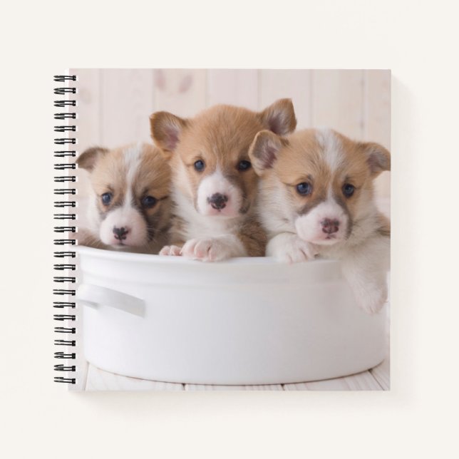 Cutest Baby Animals | Cute Corgi Puppies in a Pot Notebook (Front)