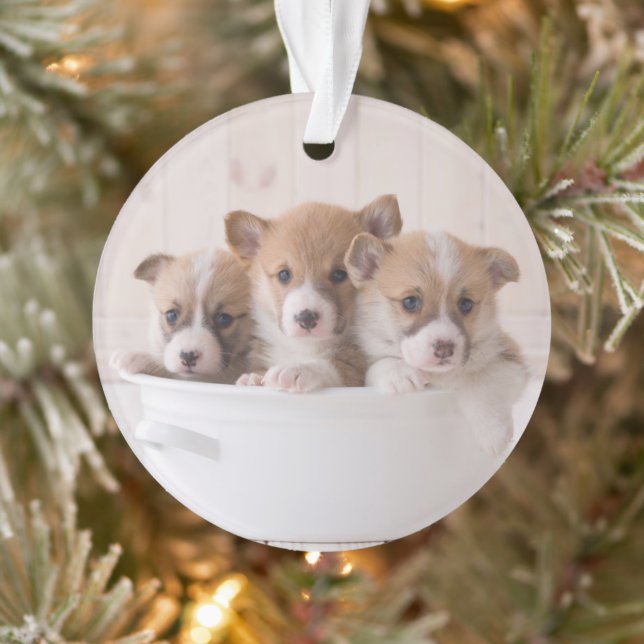 Cutest Baby Animals | Cute Corgi Puppies in a Pot Ornament (Tree)