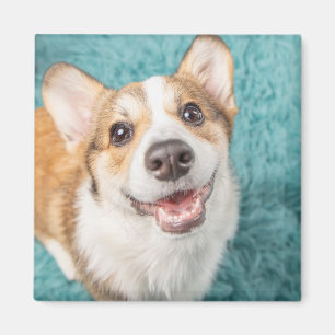 Cutest Baby Animals   Cute Corgi Puppy Smile Magnet