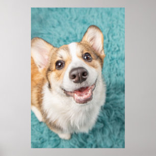 Cutest Baby Animals   Cute Corgi Puppy Smile Poster