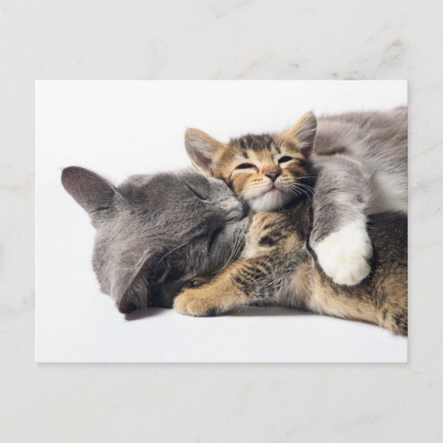 Cutest Baby Animals | Cute Kitten Hug Postcard (Front)