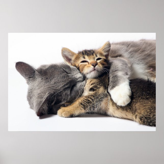 Cutest Baby Animals | Cute Kitten Hug Poster (Front)