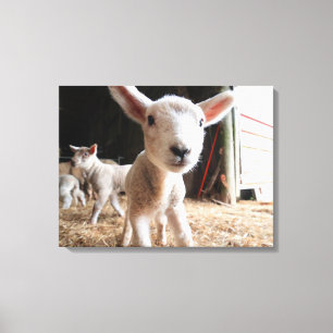 Cutest Baby Animals   Cute Lamb in a Farm Canvas Print