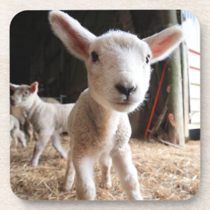 Cutest Baby Animals Cute Lamb in a Farm Coaster