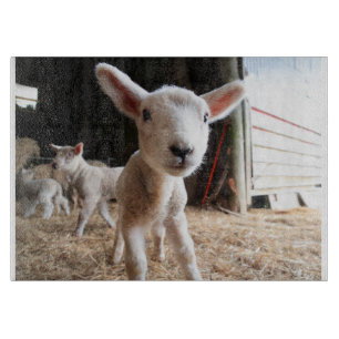 Cutest Baby Animals Cute Lamb in a Farm Cutting Board