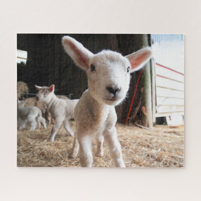 Cutest Baby Animals | Cute Lamb in a Farm Jigsaw Puzzle (Horizontal)