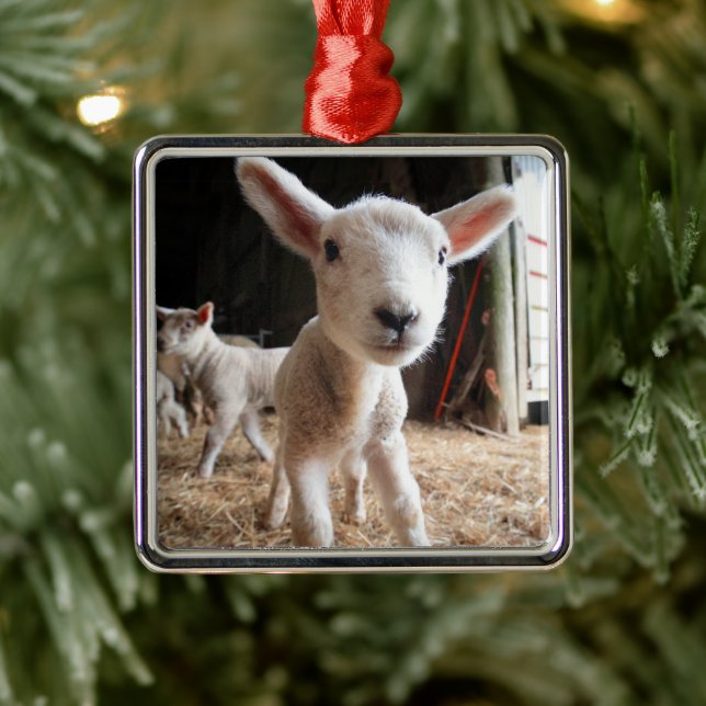 Cutest Baby Animals | Cute Lamb in a Farm Metal Tree Decoration (Tree)