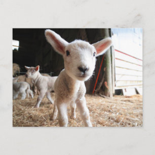 Cutest Baby Animals Cute Lamb in a Farm Postcard