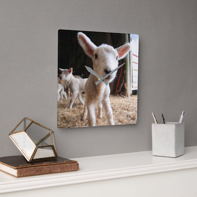 Cutest Baby Animals | Cute Lamb in a Farm Square Wall Clock (Office)
