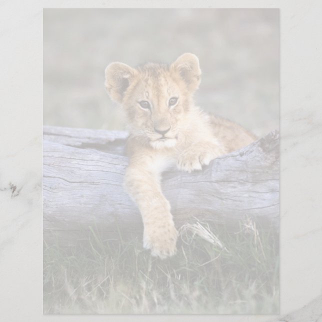 Cutest Baby Animals | Cute Lion Cub (Front)