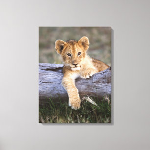 Cutest Baby Animals   Cute Lion Cub Canvas Print