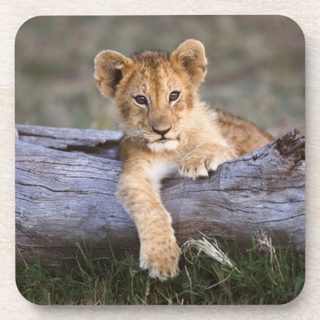 Cutest Baby Animals | Cute Lion Cub Coaster (Front)