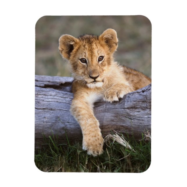 Cutest Baby Animals | Cute Lion Cub Magnet (Vertical)
