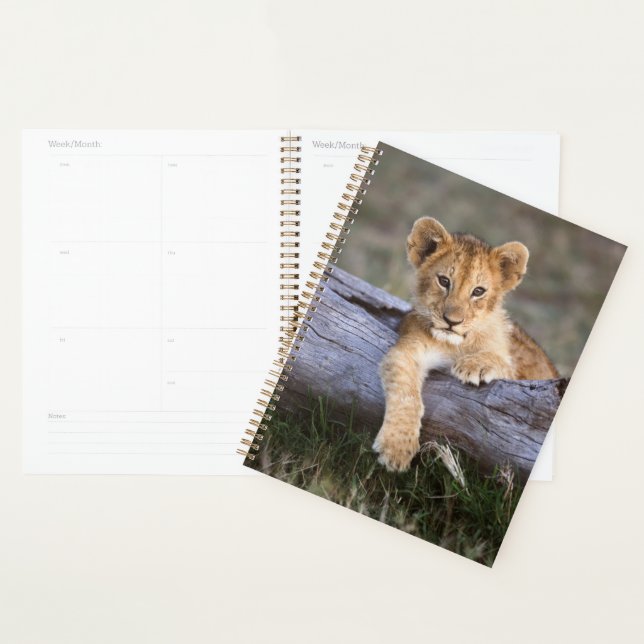 Cutest Baby Animals | Cute Lion Cub Planner (Display)