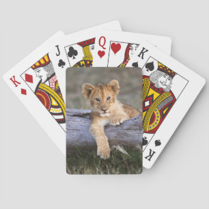 Cutest Baby Animals Cute Lion Cub Playing Cards