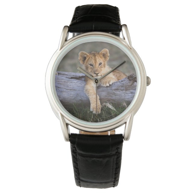 Cutest Baby Animals | Cute Lion Cub Watch (Front)