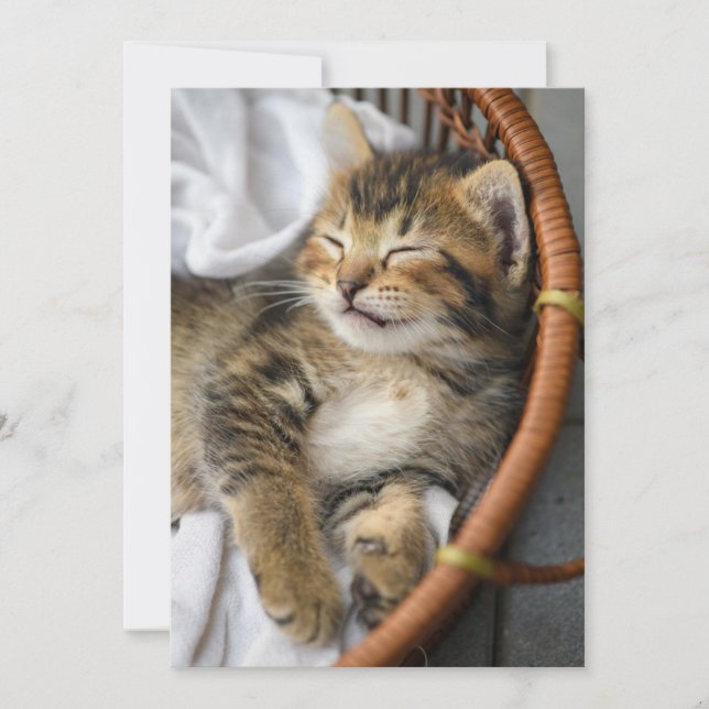 Cutest Baby Animals | Cute Tabby Cat Sleeping Thank You Card (Front)