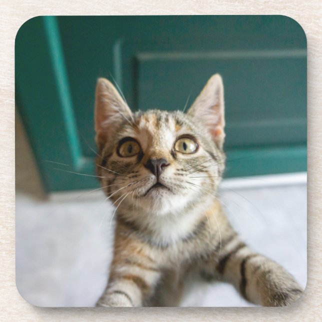 Cutest Baby Animals | Cute Tabby Kitten Coaster (Front)