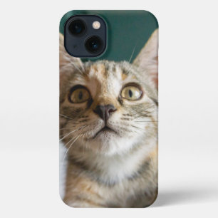 Cutest Baby Animals Cute Tabby Kitten iPhone 13 Case