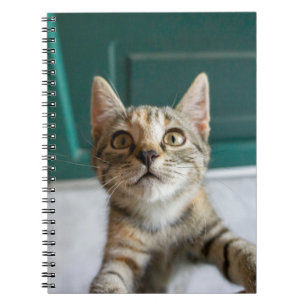 Cutest Baby Animals Cute Tabby Kitten Notebook