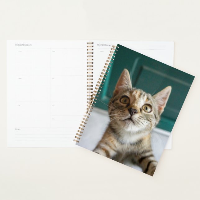 Cutest Baby Animals | Cute Tabby Kitten Planner (Display)