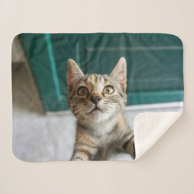 Cutest Baby Animals | Cute Tabby Kitten Sherpa Blanket (Front (Horizontal))