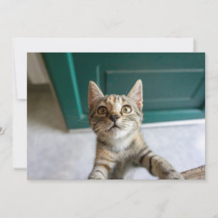Cutest Baby Animals Cute Tabby Kitten Thank You Card