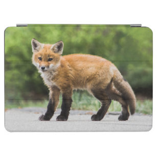 Cutest Baby Animals   Cutey Fox iPad Air Cover
