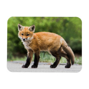 Cutest Baby Animals Cutey Fox Magnet