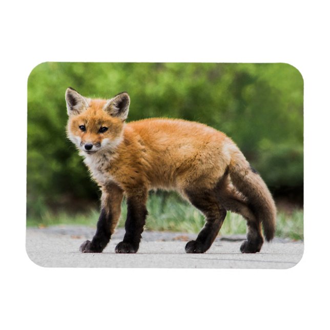 Cutest Baby Animals | Cutey Fox Magnet (Horizontal)