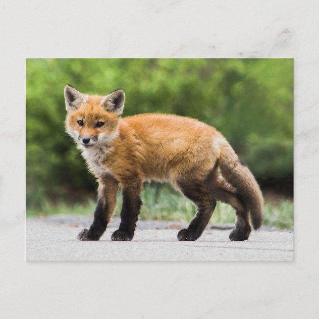Cutest Baby Animals | Cutey Fox Postcard (Front)