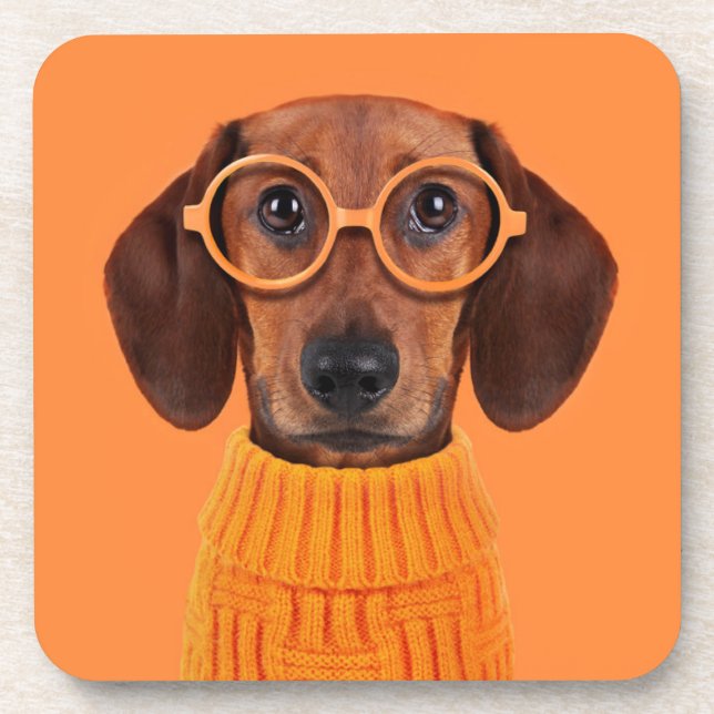 Cutest Baby Animals | Dachshund Orange Sweater Coaster (Front)