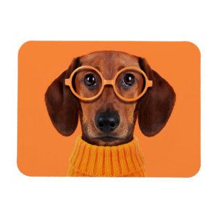 Cutest Baby Animals   Dachshund Orange Sweater Magnet
