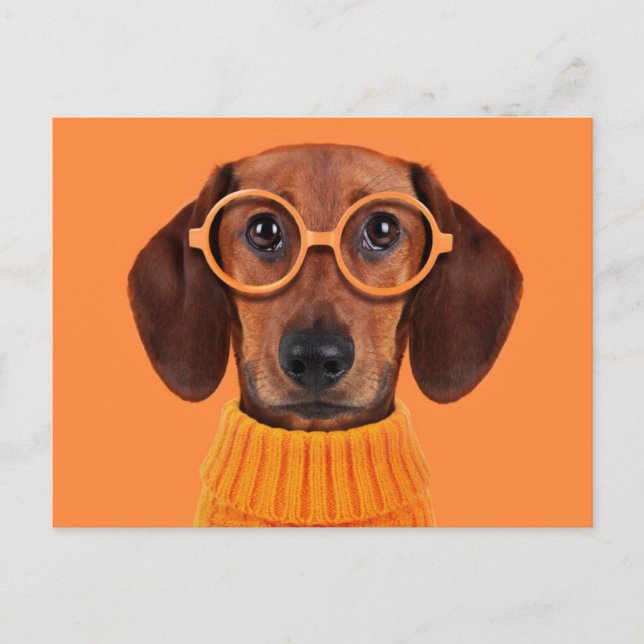Cutest Baby Animals | Dachshund Orange Sweater Postcard (Front)