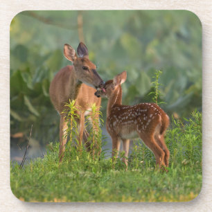 Cutest Baby Animals Deer and Baby Coaster